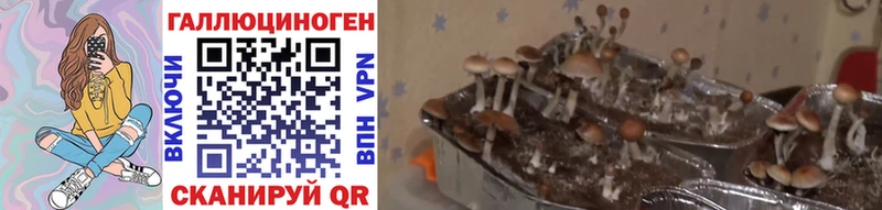 где купить наркоту  Абинск  Галлюциногенные грибы Magic Shrooms 